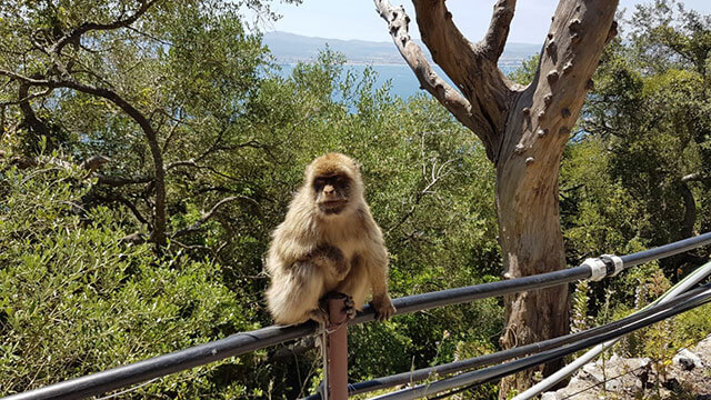 A Monkey in Gibraltar